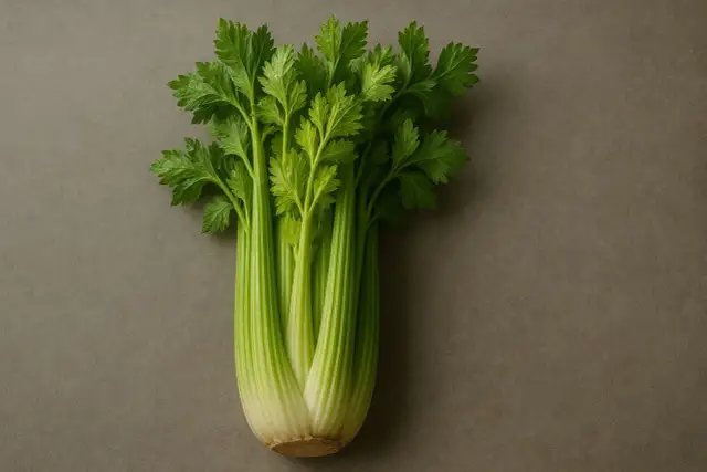 Czy pies może jeść seler? Bezpieczeństwo i zasady podawania