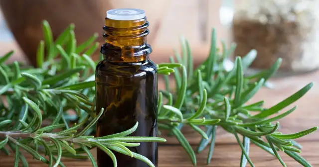 Brązowa buteleczka z olejkiem otoczona gałązkami rozmarynu. Poznaj niezwykłe olejek rozmarynowy właściwości.