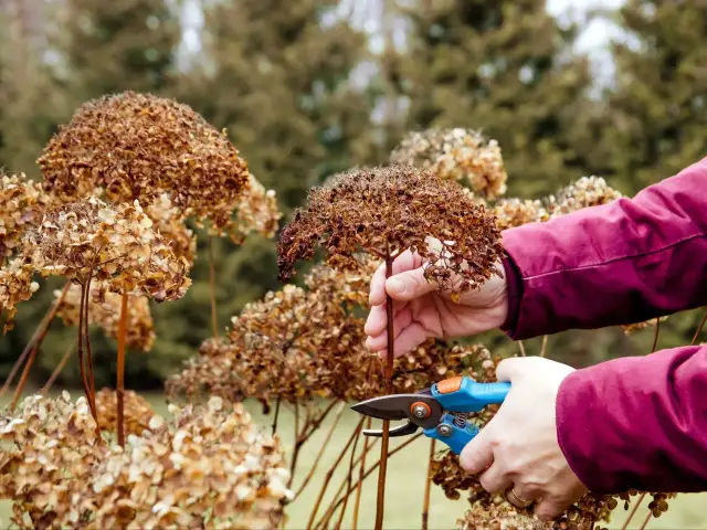 Wiosenne cięcie hortensji: Rozpoznaj typ, kwitnij obficie!