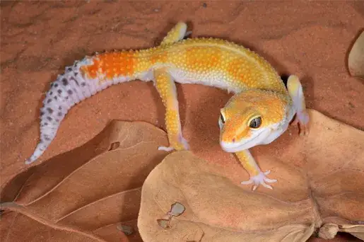 Jakie podłoże dla gekona lamparciego zapewni mu zdrowie i bezpieczeństwo