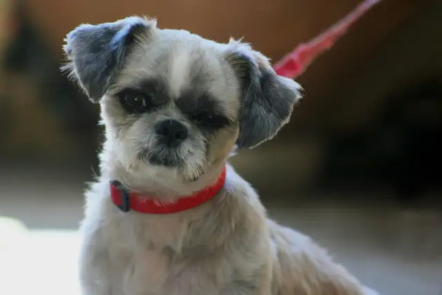 Mycie psa szamponem dla ludzi - poznaj prawdę o pH skóry