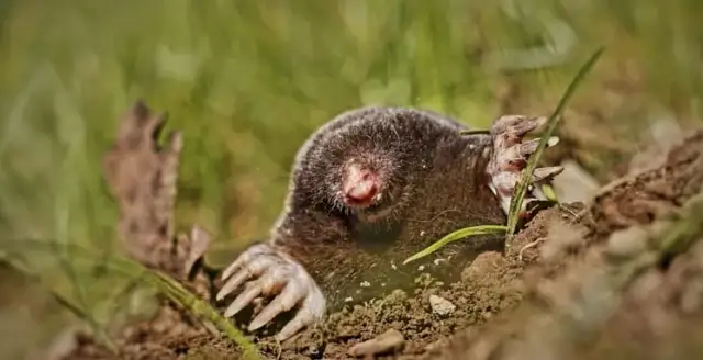 Czym się żywi kret? Zaskakujące fakty o diecie tych ssaków