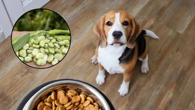 Czy pies może jeść bób? Dowiedz się, co może mu zaszkodzić