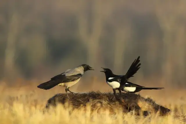 Czy sroka zimuje w Polsce? Poznaj zwyczaje tego fascynującego ptaka