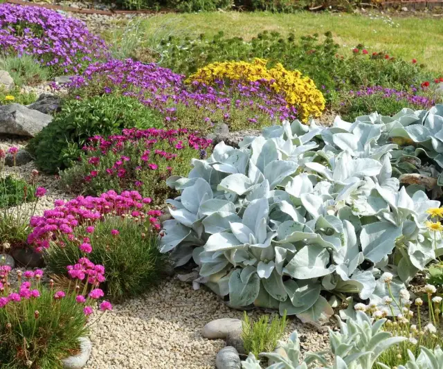 Najlepsze wieloletnie kwiaty na skalniak – jak stworzyć piękny ogród bez wysiłku