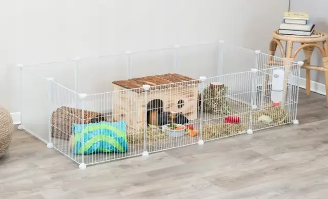 Jeż pigmejski: terrarium czy klatka – co wybrać dla zdrowia?