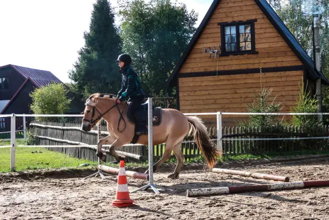 Jeździec na koniu fiord podczas treningu w stajni Fiord Łapalice.
