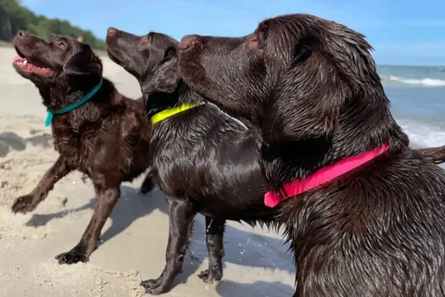 Jaką obrożę dla labradora wybrać, aby zapewnić mu komfort i bezpieczeństwo?
