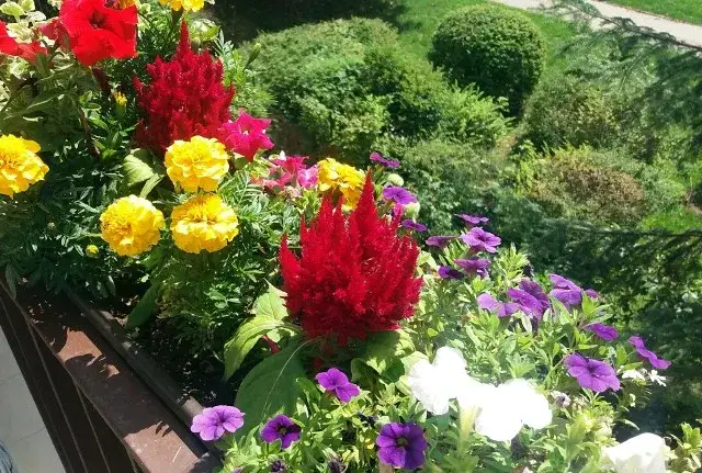 Kwiaty na taras: Słońce, cień, wiatr? Wybierz idealne gatunki!