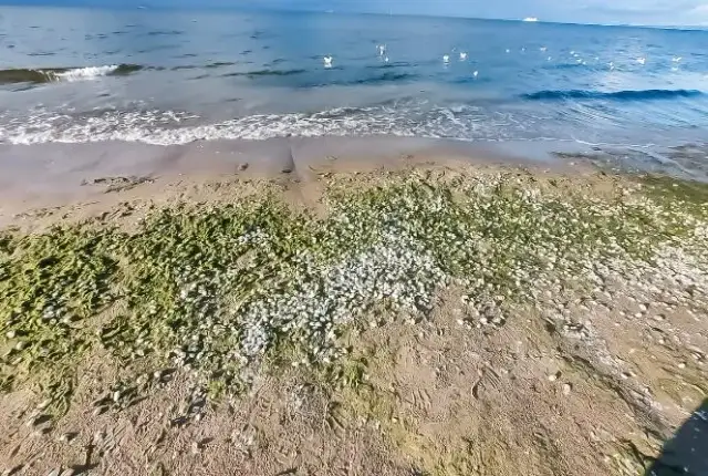 Jak wygląda sinica w morzu i co warto o niej wiedzieć?