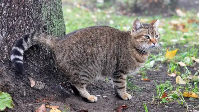 Jak skutecznie zapobiec znaczeniu terenu przez kocura?