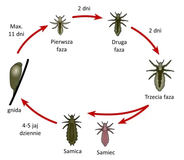 Jak rozmnażają się wszy? Cykl życia i jak go przerwać