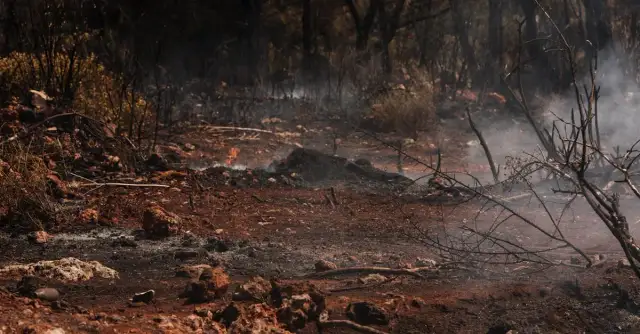 Nawóz z popiołu: Jak przygotować i skutecznie stosować w ogrodzie?
