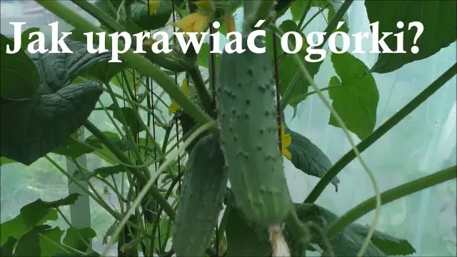 Jak uprawiać ogórki w szklarni - unikaj najczęstszych błędów