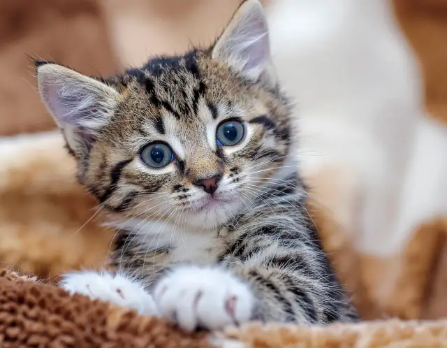 Wyprawka dla kociaka - lista najważniejszych produktów na start