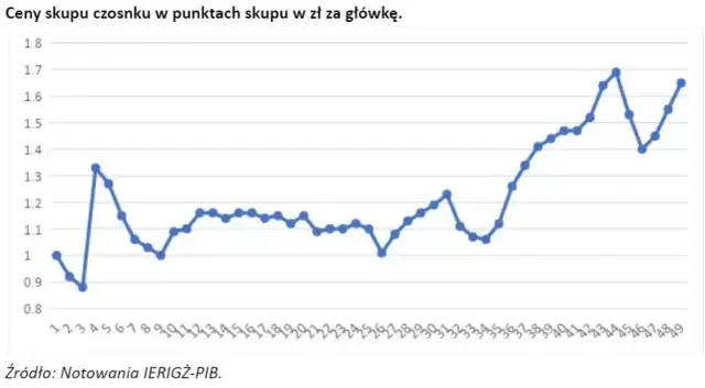 Ile można zarobić na czosnku? Fakty i liczby, które zaskakują rolników.