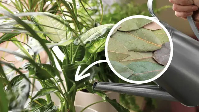 Jak zrobić nawóz z liści laurowych, aby zwiększyć plony roślin