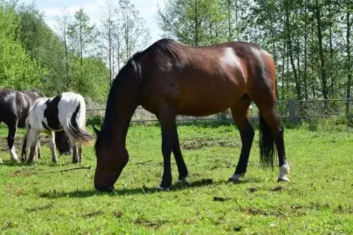 Stadnina koni Michelin: wyjątkowe miejsce dla miłośników jeździectwa