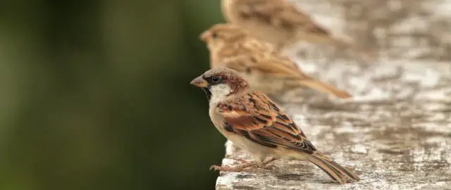 Wróbel: ile żyje na wolności? Od 1,5 do 20 lat poznaj sekrety