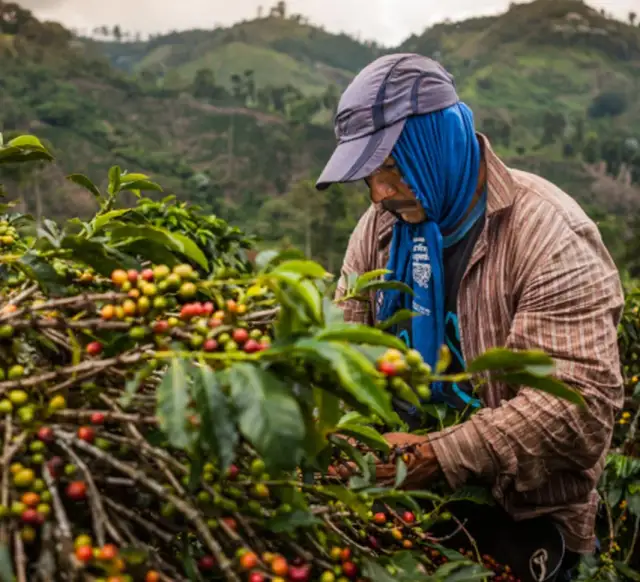 Skąd pochodzi kawa? Odkryj fascynującą historię jej pochodzenia