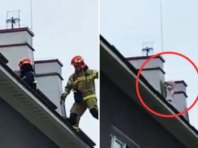 Wróble na dachu? Pozbądź się ich humanitarnie i raz na zawsze!