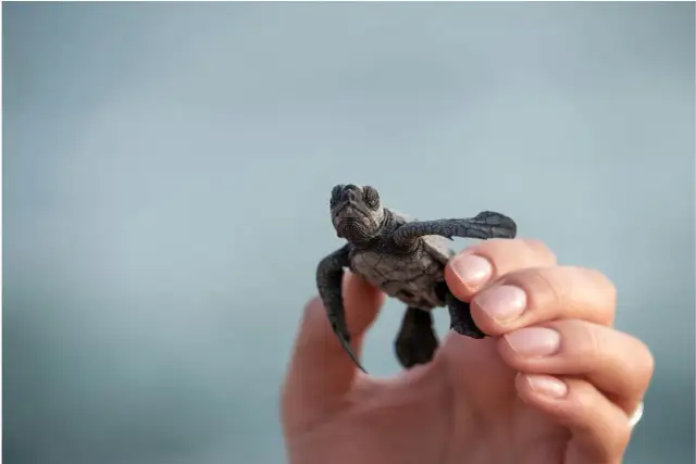 Czy żółw rozpoznaje właściciela? Zaskakujące fakty o ich zachowaniu