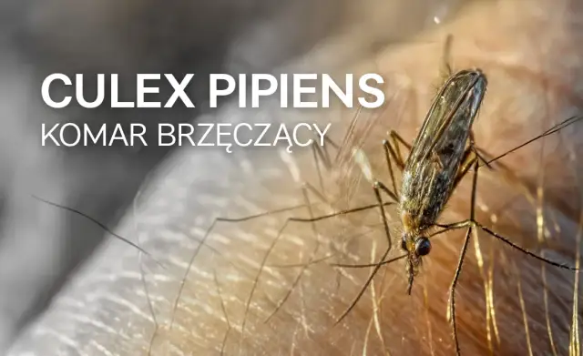 Komar czym się żywi – odkryj, co naprawdę jedzą te owady