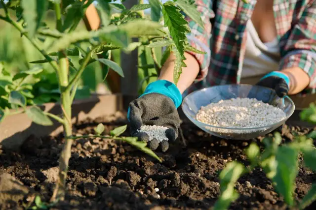 Czym zasilać pomidory w gruncie, aby uzyskać obfite plony?