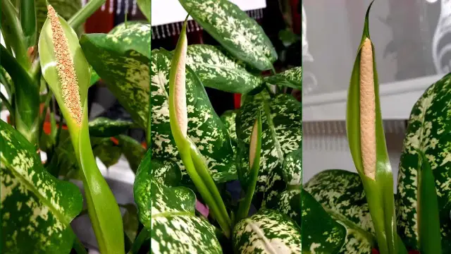 Czy difenbachia kwitnie w domu? Oto co musisz wiedzieć