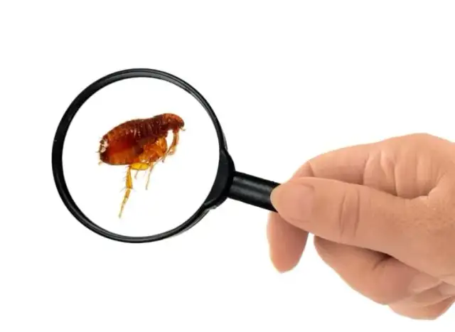 Was mögen Flöhe nicht? Effektive Düfte zur Abwehr von Flöhen