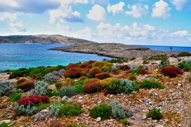 Kolorowe krzewy na skalistym wybrzeżu, turkusowe morze. Gdzie cieplej w marcu Cypr czy Malta? Tu jest pięknie!