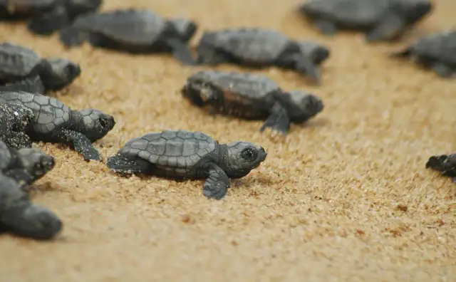 Jak rozmnażają się żółwie? Odkryj sekrety ich rozmnażania