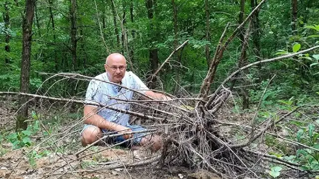 Skąd wziąć korzeń do akwarium? Odkryj najlepsze źródła i metody