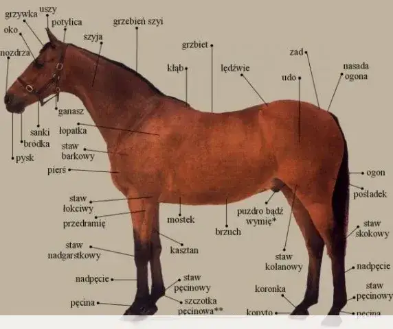 Gdzie koń ma kolano? Zaskakujące fakty o anatomii koni