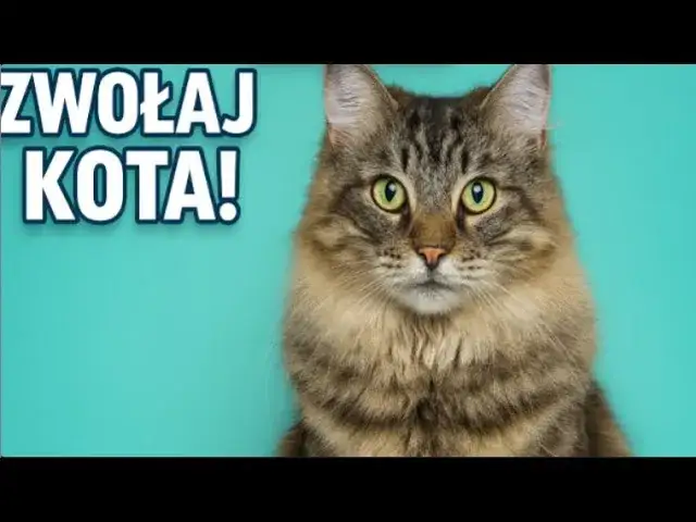 Jak tata mówi do kotka - kontrowersyjna anegdota z telewizji dziecięcej