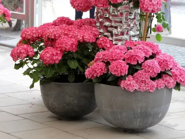 Kiedy sadzimy hortensje w donicy, aby uniknąć błędów w uprawie