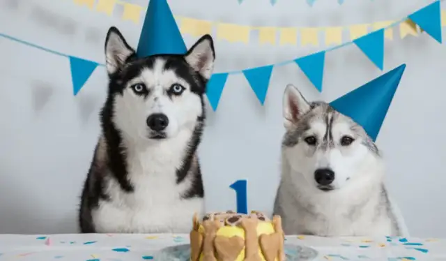 Jak zrobić tort dla psa - pyszny i zdrowy przepis dla pupila