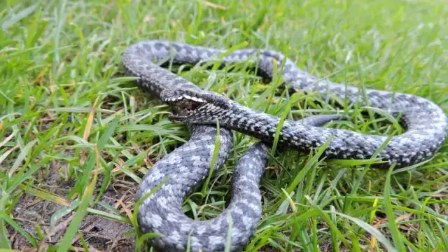 Żmija zygzakowata: Rozpoznaj, uniknij ukąszenia! Poradnik eksperta