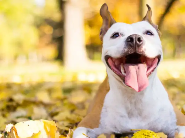 Uśmiechnięty pies rasy pitbull leży wśród jesiennych liści, ciesząc się ciepłym słońcem.