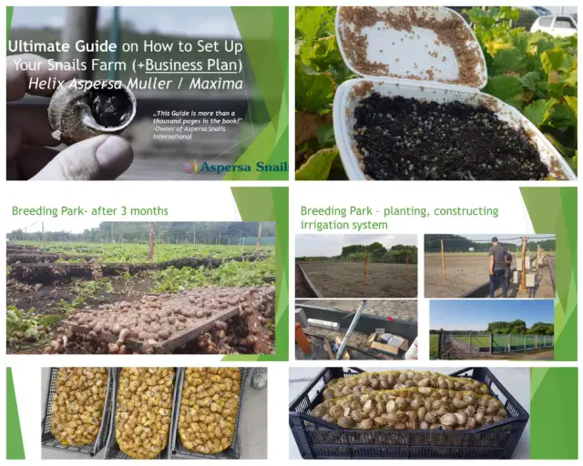 Jak założyć hodowlę ślimaków i uniknąć kosztownych błędów