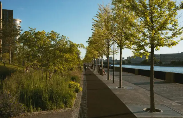 Drzewa na osiedla: Jakie wybrać, by służyły latami?