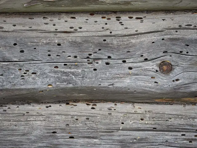 Korniki w meblach? Jak skutecznie pozbyć się szkodników drewna!