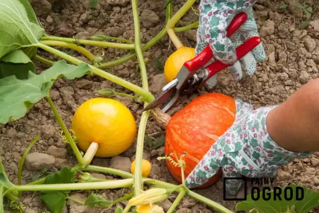 Uprawa dyni krok po kroku: Zbiory, pielęgnacja i odmiany poradnik