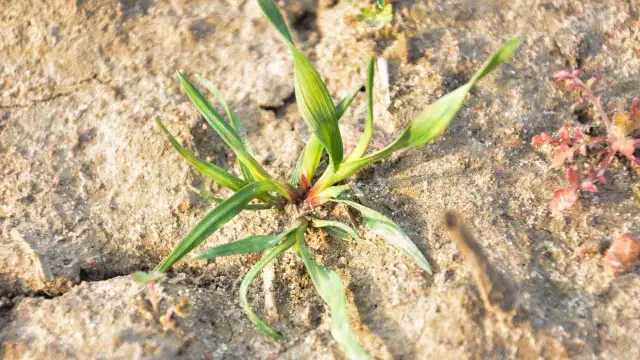 Młoda roślina, czy to perz czy chwastnica, wyrasta z suchej, spękanej ziemi.