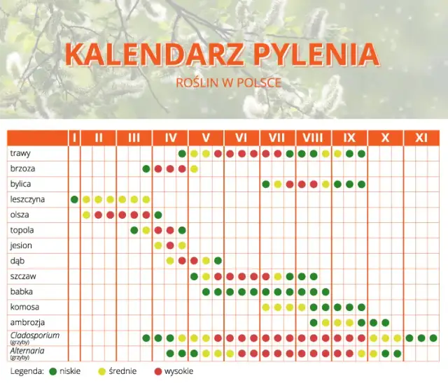 Co pyli w Szczecinie w listopadzie? Alergiku, sprawdź!
