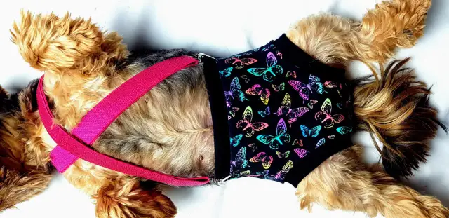 Jak zrobić majtki dla psa na cieczkę? Szybko i tanio!