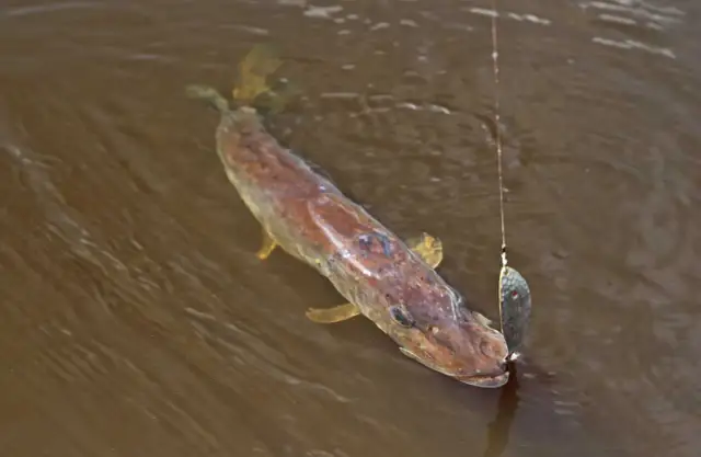 Jak wybrać przynęty na szczupaka? Sekrety skutecznego łowienia