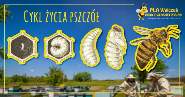 Jak rozmnażają się pszczoły? Odkryj sekrety życia w ulu!