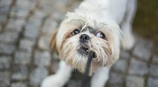 Szczeniak gryzie? Poznaj przyczyny i skuteczne metody oduczania