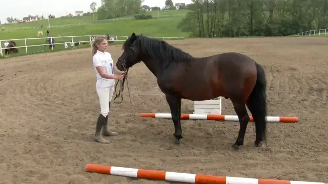 Stadnina Rzeszotary - idealne miejsce na jazdę konną i hipoterapię